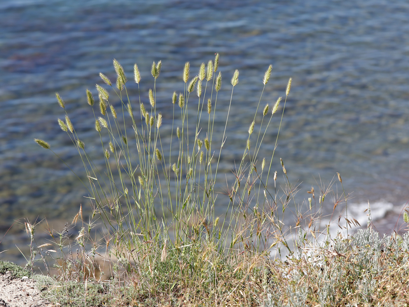Image of Agropyron pinifolium specimen.