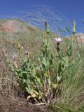 Tragopogon marginifolius