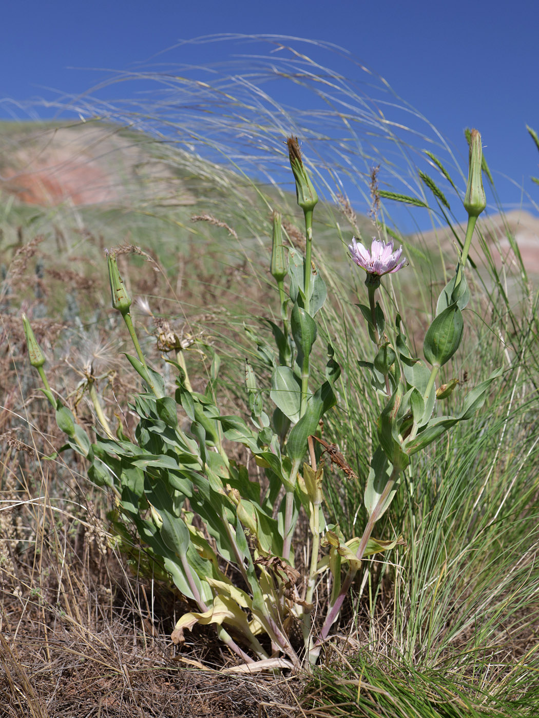Image of Tragopogon marginifolius specimen.