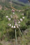 Allium paniculatum. Верхушка побега с соцветием. Крым, Севастополь, окр. с. Резервное, задернованная скала среди шибляка. 05.08.2026.