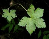 Geranium gracile
