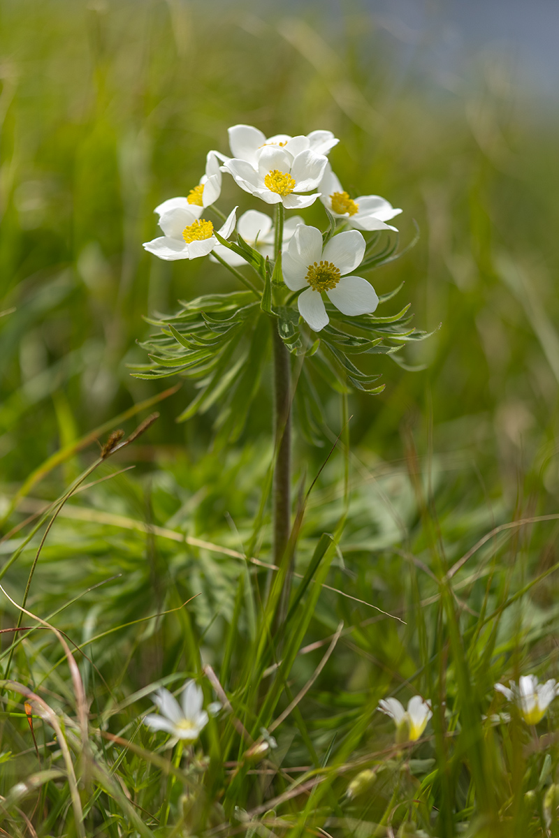 Image of Anemonastrum fasciculatum specimen.
