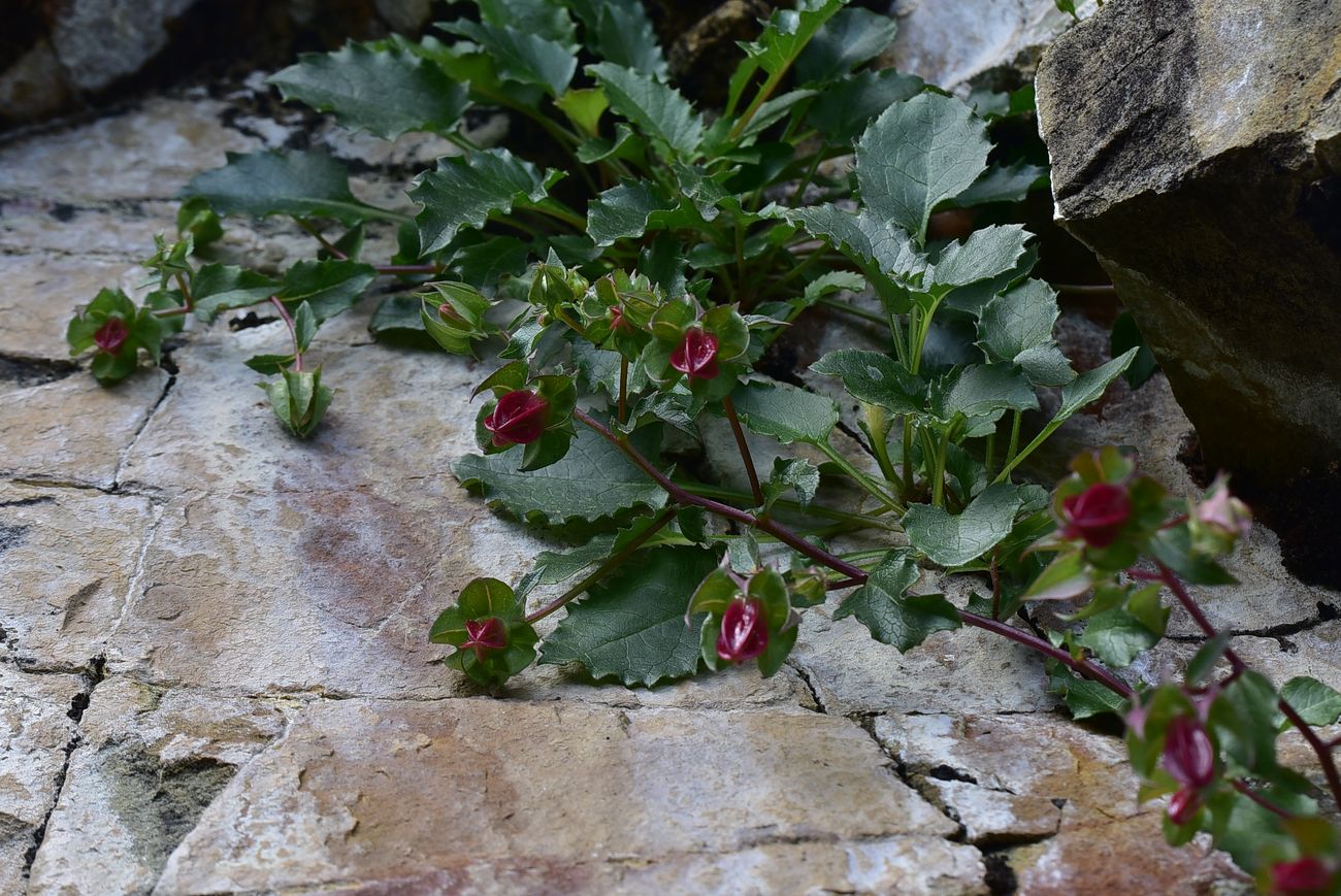 Изображение особи род Campanula.