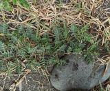 Tribulus terrestris. Верхушки плодоносящих побегов. Абхазия, г. Сухум, граница пляжа Чёрного моря. 10.08.2024.