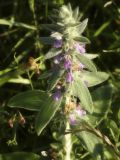 genus Stachys. Соцветие. Республика Молдова, муниципалитет Кишинёв, г. Кодру, на пустыре. 12 июля 2026 г.