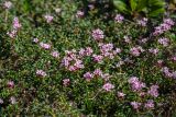 Loiseleuria procumbens. Побеги с соцветиями. Хабаровский край, Охотский р-н, 800 м н.у.м., дол. р. Нют. 07.08.2026.
