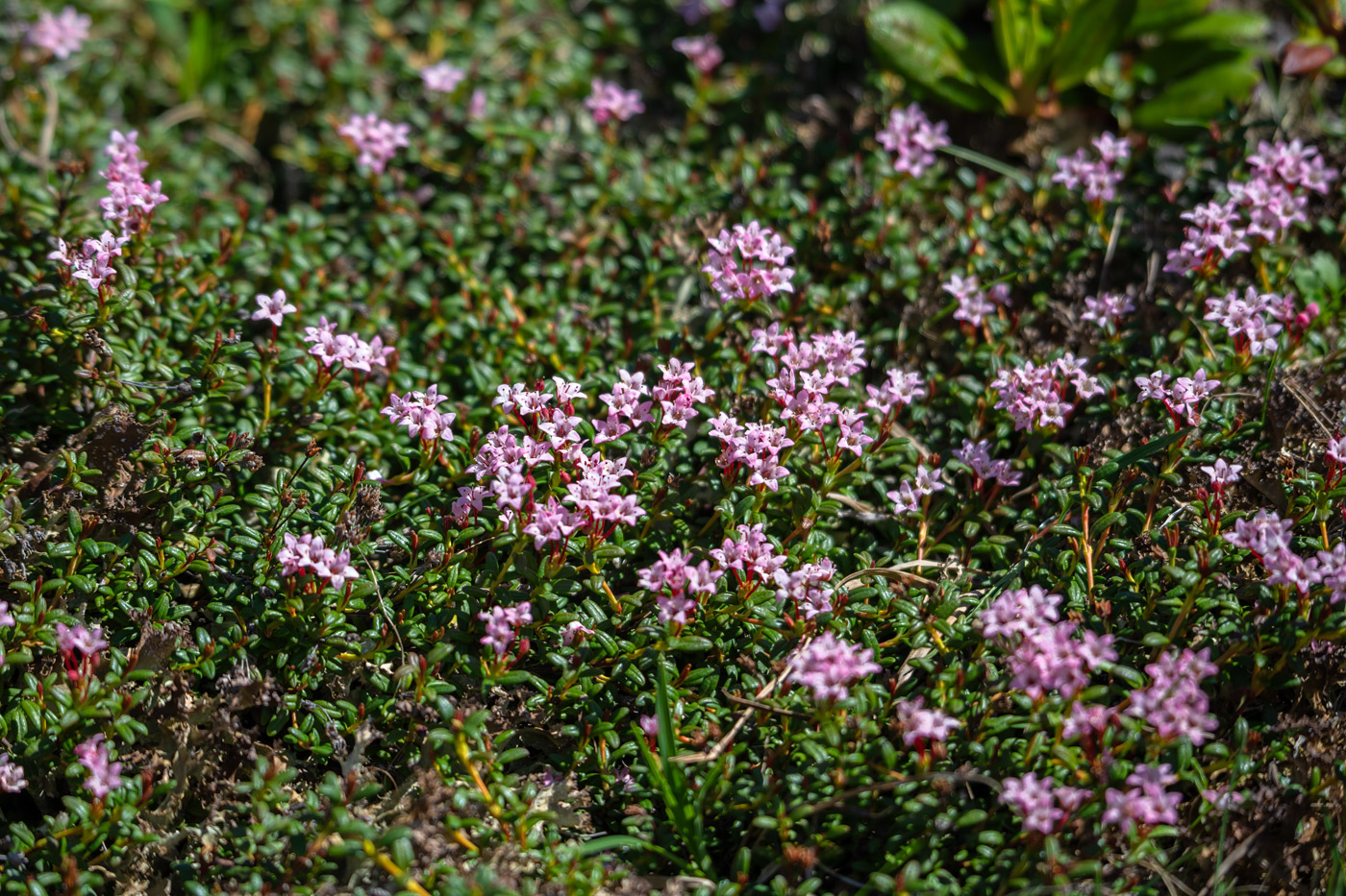 Изображение особи Loiseleuria procumbens.