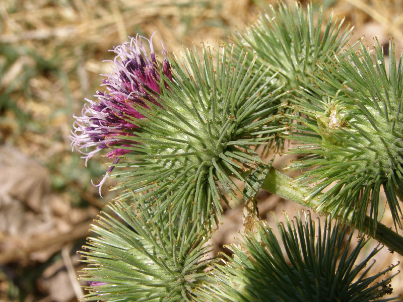 Image of Arctium leiospermum specimen.