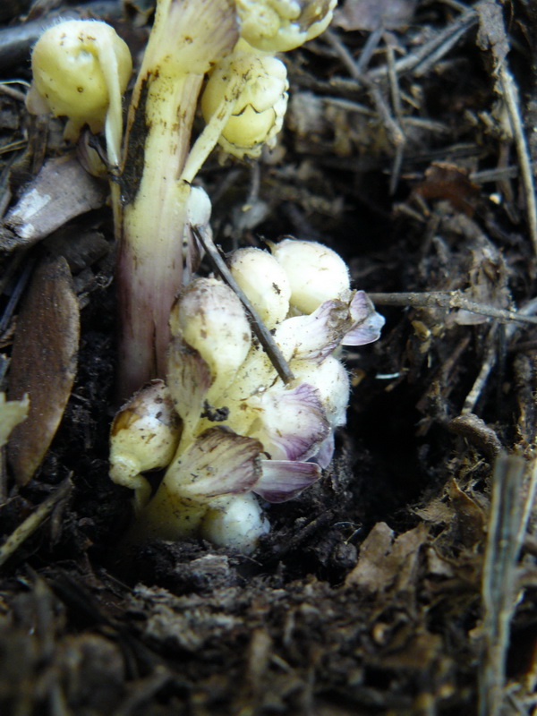 Image of Lathraea squamaria specimen.