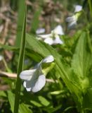 Viola stagnina