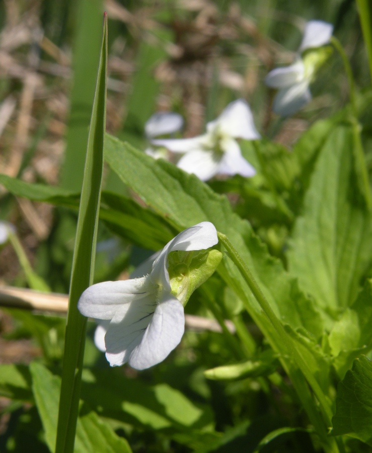 Image of Viola stagnina specimen.