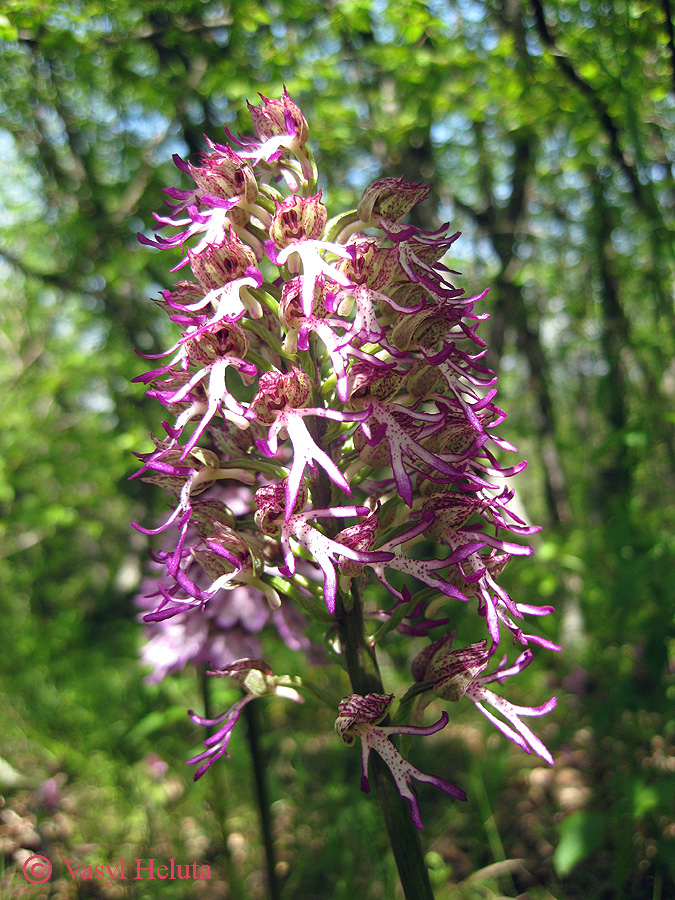 Image of Orchis &times; angusticruris specimen.