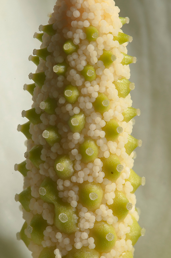 Image of Calla palustris specimen.