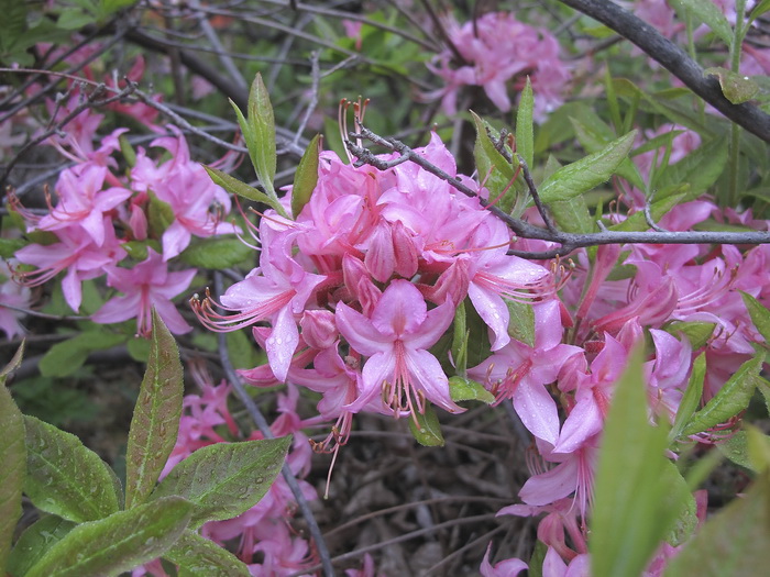 Image of Rhododendron roseum specimen.