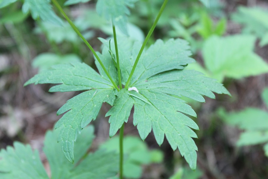 Image of Geranium krylovii specimen.