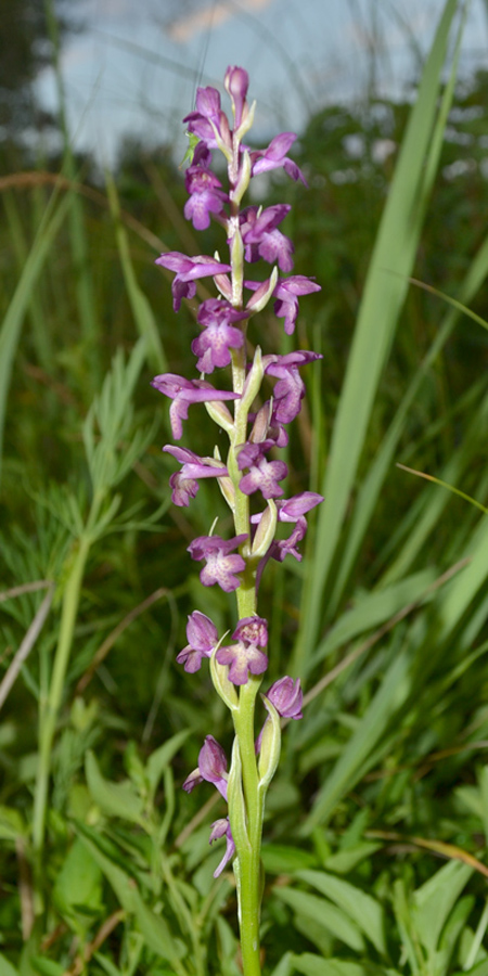 Image of Anacamptis &times; timbalii ssp. reinhardii specimen.