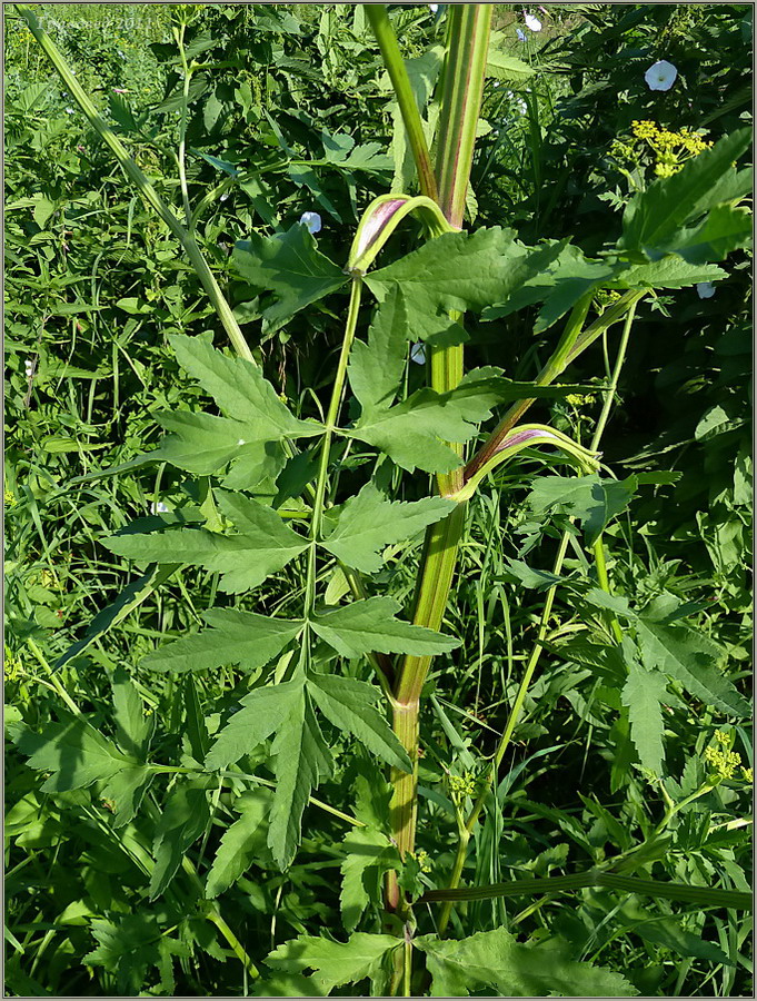 Изображение особи Pastinaca sylvestris.