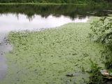 Lemna minuta