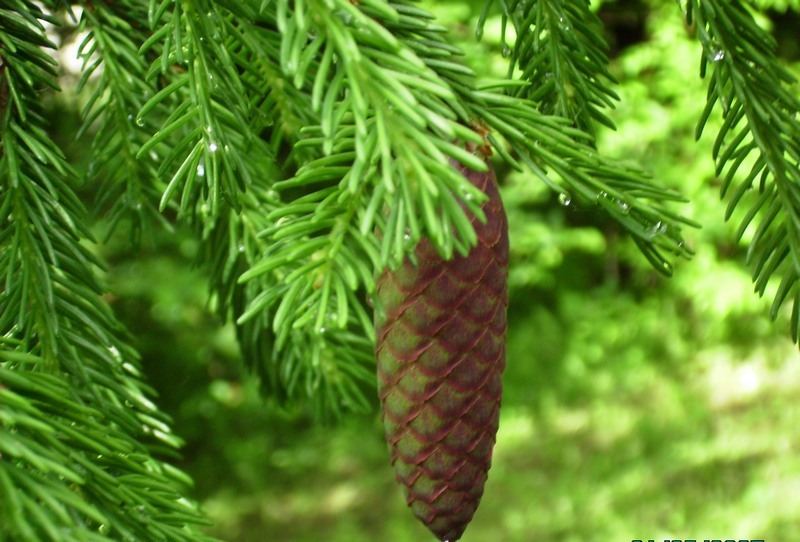 Image of Picea abies specimen.