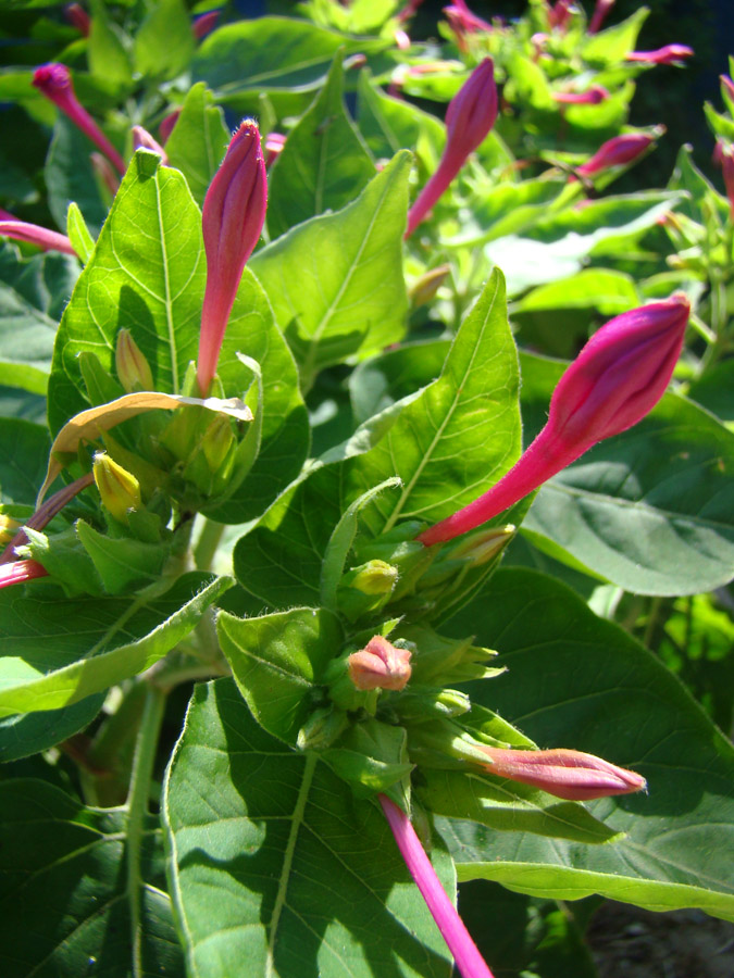 Изображение особи Mirabilis jalapa.