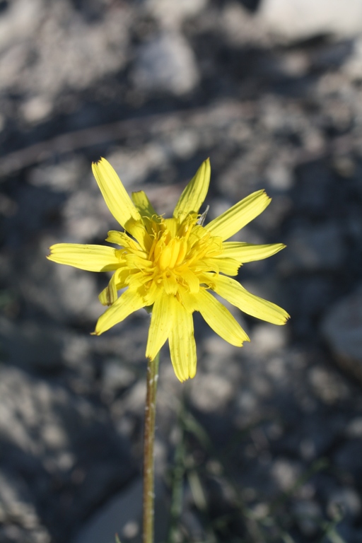 Image of Scorzonera lachnostegia specimen.