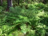 Athyrium filix-femina