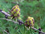 Larix sukaczewii