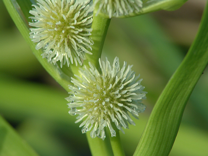 Image of Sparganium emersum specimen.