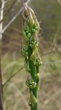 Asparagus officinalis. Побег. Татарстан, г. Бавлы, остепнённый склон. 09.05.2011.