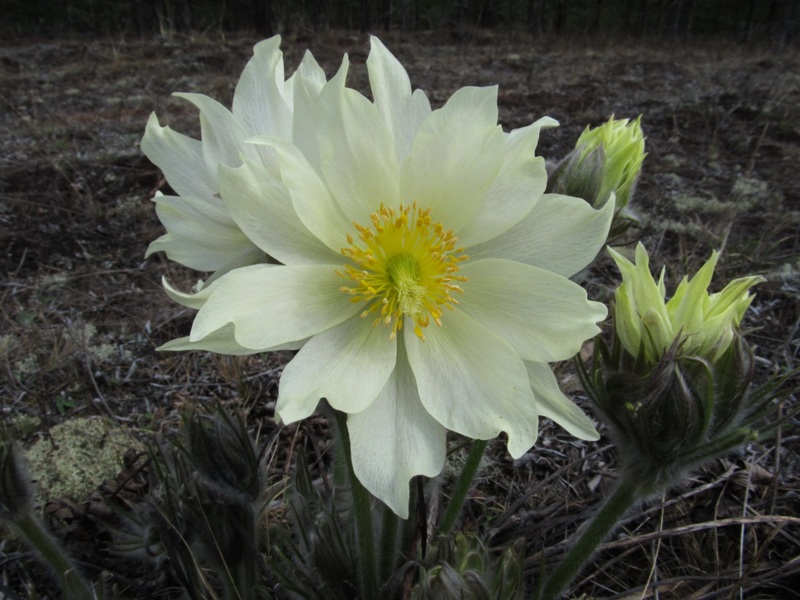 Изображение особи Pulsatilla uralensis.