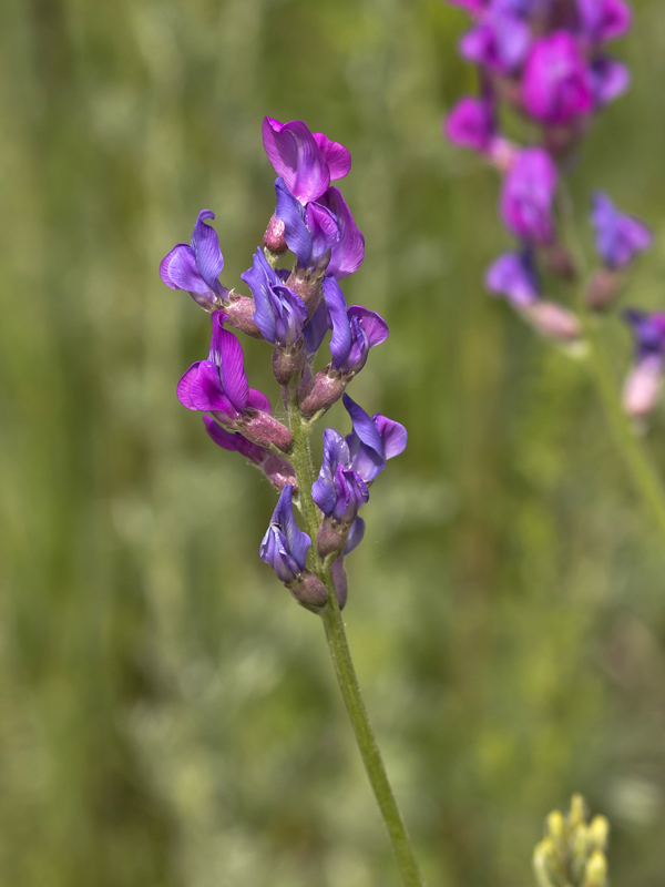 Изображение особи Oxytropis uralensis.