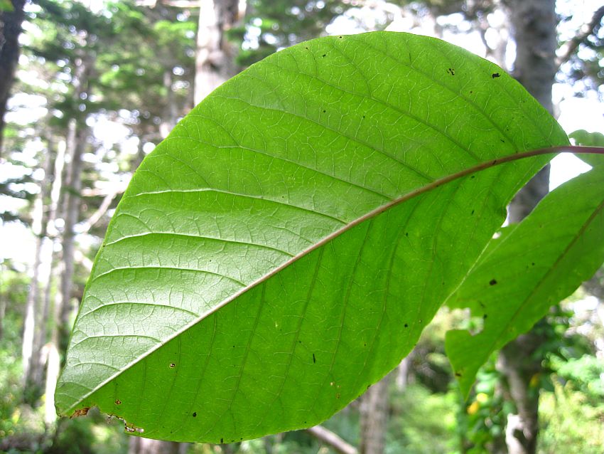 Image of Toxicodendron orientale specimen.