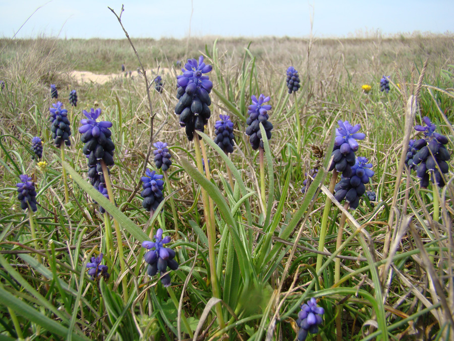 Image of Muscari neglectum specimen.