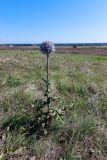 Echinops sphaerocephalus. Цветущее растение. Ростовская обл., Мясниковский р-н, окр. с. Карпо-Николаевка, долина р. Тузлов. 18.09.2011.