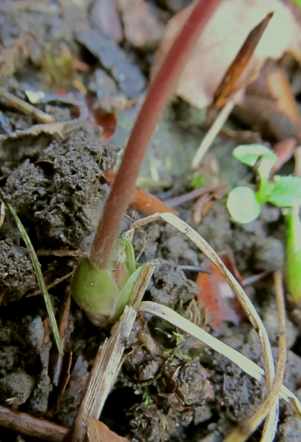 Image of Hepatica nobilis specimen.