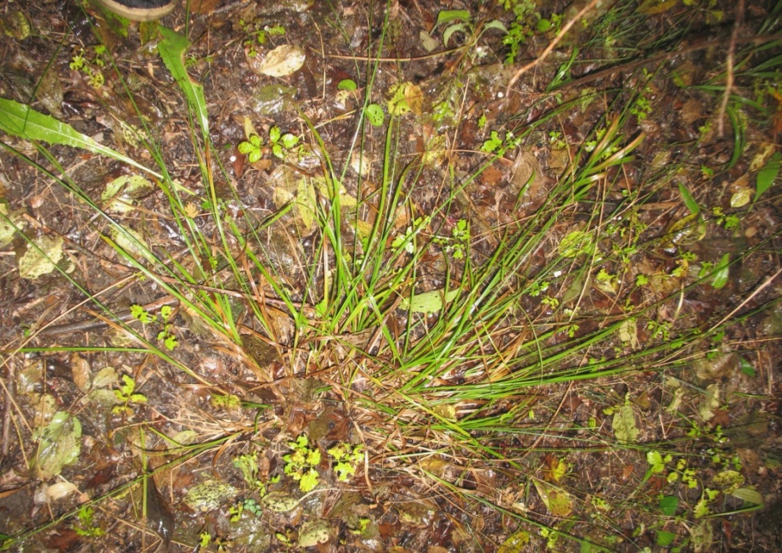 Image of Carex divulsa specimen.
