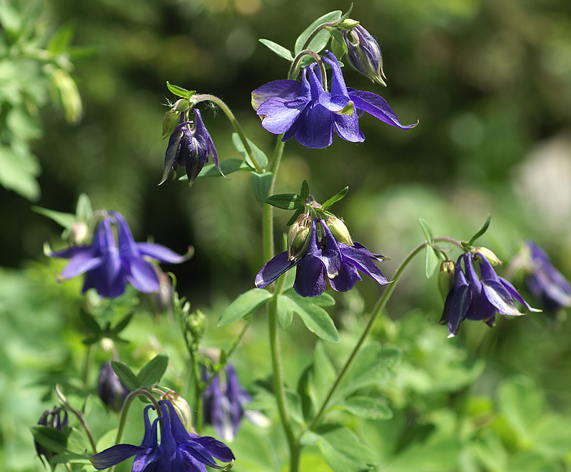 Изображение особи Aquilegia vulgaris.