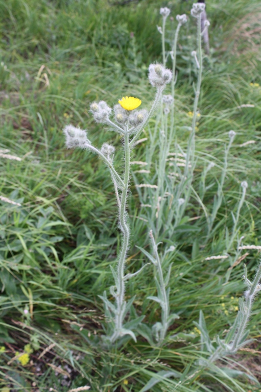 Изображение особи Pilosella echioides.