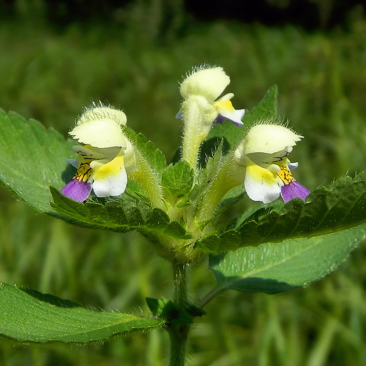 Image of Galeopsis speciosa specimen.