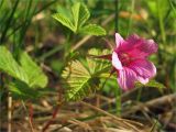 Rubus arcticus. Веточка цветущего растения. Карелия, берег оз. Сегозеро. 13.06.2009.