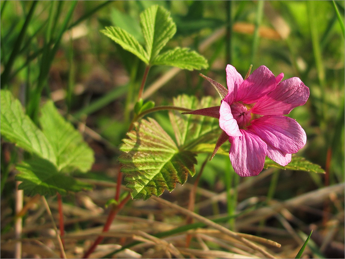 Изображение особи Rubus arcticus.