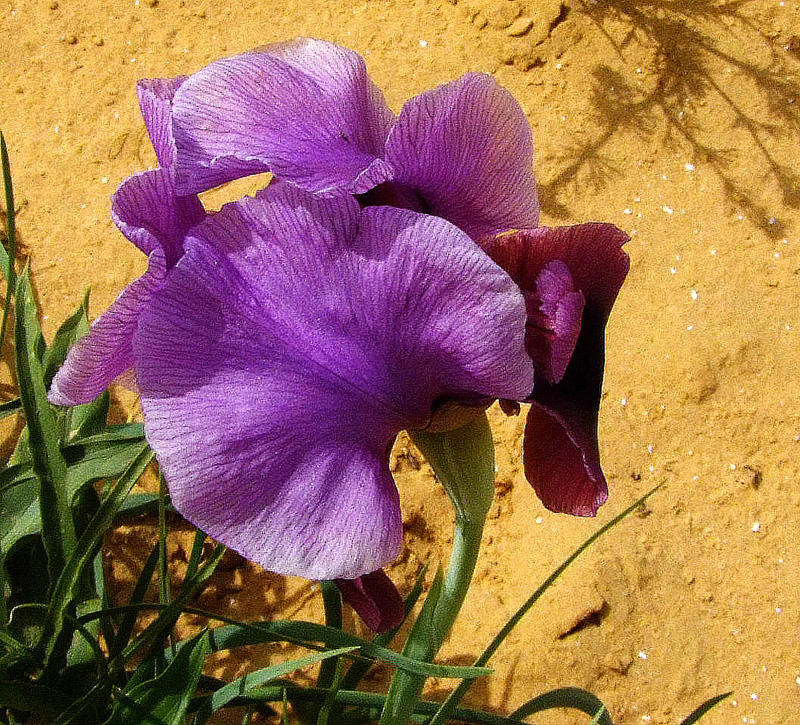Изображение особи Iris mariae.