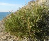 Juniperus foetidissima. Часть кроны молодого растения. Черноморское побережье Кавказа, Новороссийск, близ с. Южная Озереевка, приморский склон. 25 марта 2012 г.