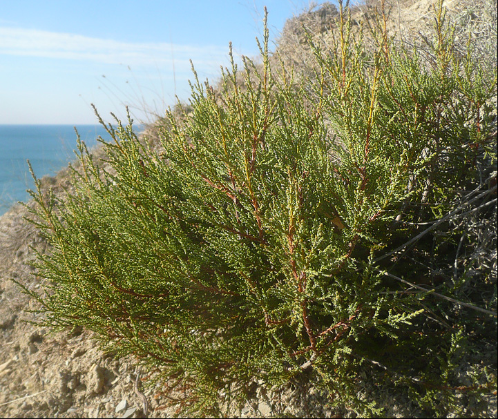 Изображение особи Juniperus foetidissima.