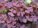 Oxalis stricta. Листья. Московская обл., дачный участок. 29.06.2003.