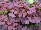 Oxalis stricta