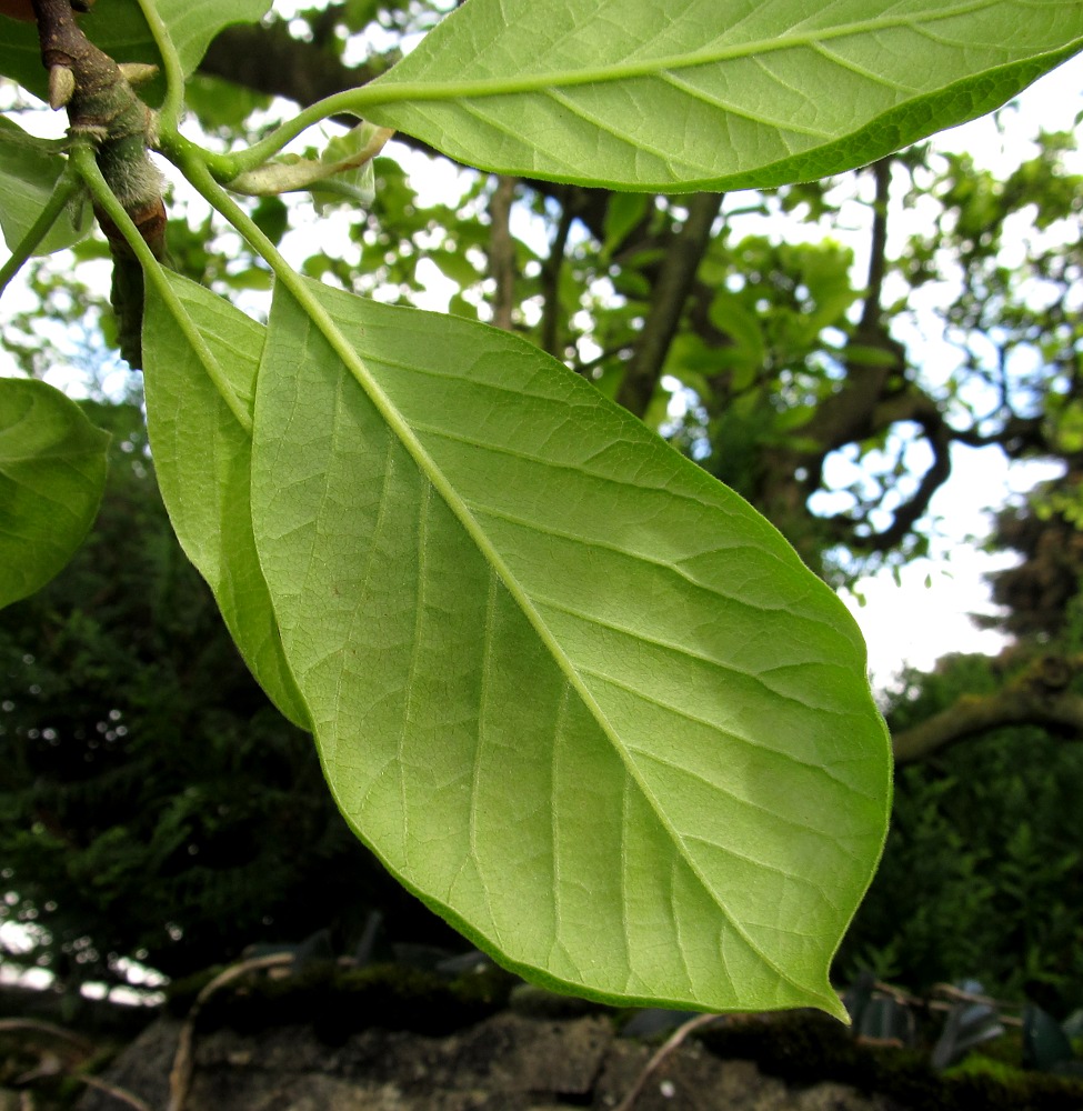 Image of Magnolia &times; soulangeana specimen.