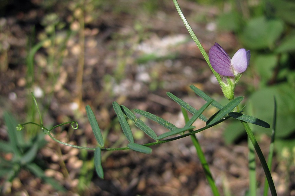 Изображение особи Vicia peregrina.