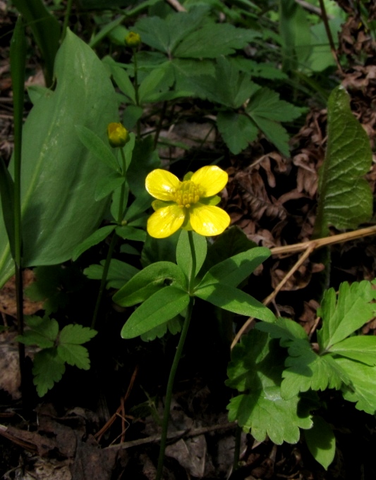 Изображение особи Ranunculus monophyllus.