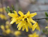 Forsythia ovata